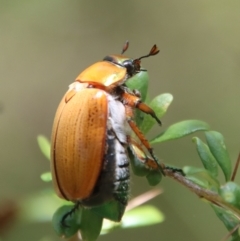 Anoplognathus brunnipennis at Mongarlowe, NSW - suppressed