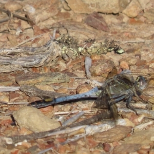 Orthetrum caledonicum at Carwoola, NSW - 17 Feb 2023