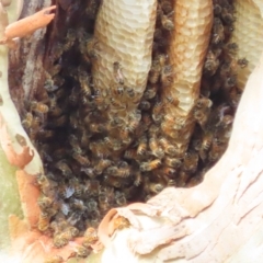 Apis mellifera (European honey bee) at Carwoola, NSW - 16 Feb 2023 by SandraH