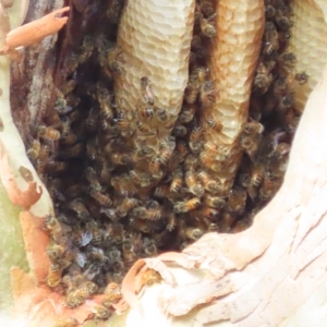 Apis mellifera at Carwoola, NSW - 17 Feb 2023 08:23 AM