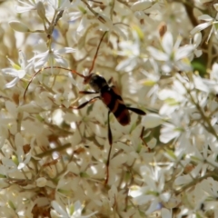 Aridaeus thoracicus (Tiger Longicorn Beetle) at Mongarlowe River - 15 Feb 2023 by LisaH