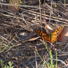 Heteronympha penelope (Shouldered Brown) at Carwoola, NSW - 16 Feb 2023 by SandraH