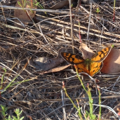 Heteronympha penelope (Shouldered Brown) at Carwoola, NSW - 16 Feb 2023 by SandraH