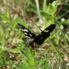 Phalaenoides tristifica at Mongarlowe, NSW - 15 Feb 2023