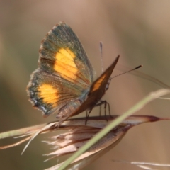 Paralucia aurifera (Bright Copper) at Mongarlowe River - 15 Feb 2023 by LisaH