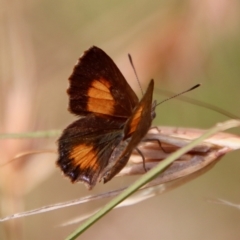 Paralucia aurifera at Mongarlowe, NSW - 15 Feb 2023