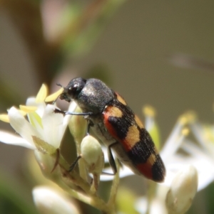 Castiarina sexplagiata at Mongarlowe, NSW - 15 Feb 2023