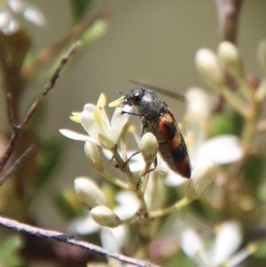 Castiarina sexplagiata at Mongarlowe, NSW - 15 Feb 2023