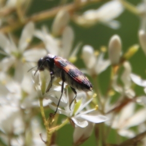 Castiarina sexplagiata at Mongarlowe, NSW - 15 Feb 2023