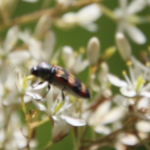 Castiarina sexplagiata at Mongarlowe, NSW - 15 Feb 2023