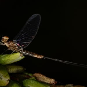 Ephemeroptera (order) at Stromlo, ACT - 17 Feb 2023