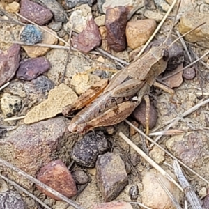 Phaulacridium vittatum at Bruce, ACT - 17 Feb 2023