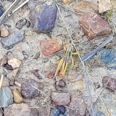 Praxibulus sp. (genus) at Aranda, ACT - 17 Feb 2023