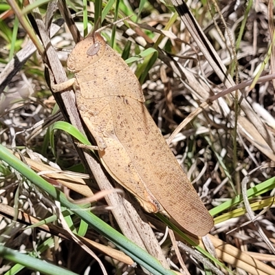 Goniaea australasiae (Gumleaf grasshopper) at Bruce, ACT - 17 Feb 2023 by trevorpreston