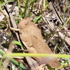 Goniaea australasiae at Bruce, ACT - 17 Feb 2023