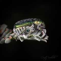 Diphucephala sp. (genus) (Green Scarab Beetle) at Coree, ACT - 16 Mar 2022 by Cristy1676