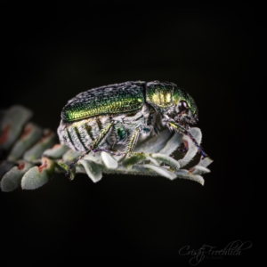 Diphucephala elegans at Coree, ACT - 16 Mar 2022