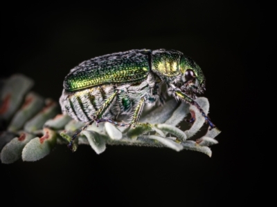 Diphucephala elegans (Green scarab beetle) at Coree, ACT - 16 Mar 2022 by Cristy1676