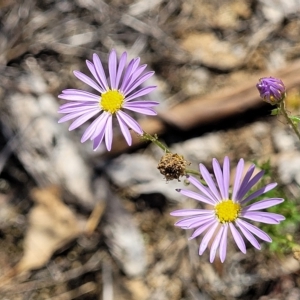 Brachyscome rigidula at Bruce, ACT - 17 Feb 2023