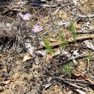 Brachyscome rigidula at Bruce, ACT - 17 Feb 2023