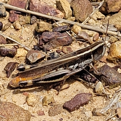 Macrotona australis (Common Macrotona Grasshopper) at Bruce, ACT - 17 Feb 2023 by trevorpreston