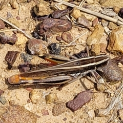 Macrotona australis at Bruce, ACT - 17 Feb 2023