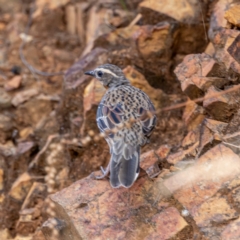 Cinclosoma punctatum (Spotted Quail-thrush) at Cotter River, ACT - 17 Feb 2023 by JohnHurrell