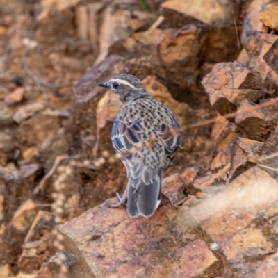 Cinclosoma punctatum (Spotted Quail-thrush) at Namadgi National Park - 16 Feb 2023 by JohnHurrell