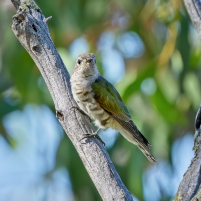 Chrysococcyx lucidus (Shining Bronze-Cuckoo) at Stromlo, ACT - 16 Feb 2023 by Kenp12