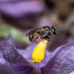 Lasioglossum (Homalictus) sp. (genus & subgenus) (Furrow Bee) at ANBG - 17 Feb 2023 by Roger