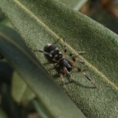 Lampona sp. (genus) (White-tailed spider) at Queanbeyan, NSW - 17 Feb 2023 by Paul4K