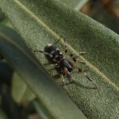 Lampona sp. (genus) (White-tailed spider) at Queanbeyan, NSW - 16 Feb 2023 by Paul4K