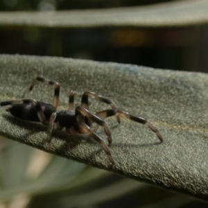 Lampona sp. (genus) at QPRC LGA - 17 Feb 2023