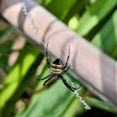 Gea theridioides (An orb weaver spider) at Lions Youth Haven - Westwood Farm A.C.T. - 16 Feb 2023 by HelenCross