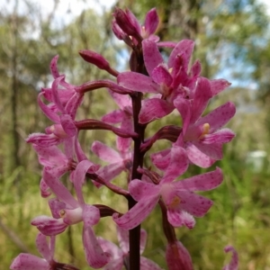 Dipodium roseum at Paddys River, ACT - 10 Feb 2023