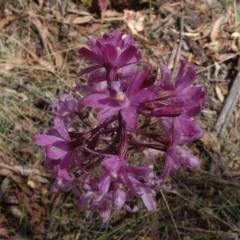 Dipodium roseum at Paddys River, ACT - 10 Feb 2023