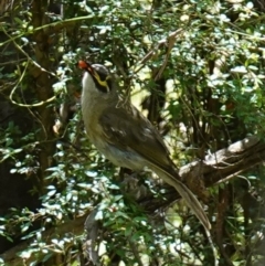 Caligavis chrysops (Yellow-faced Honeyeater) at Tidbinbilla Nature Reserve - 10 Feb 2023 by RobG1