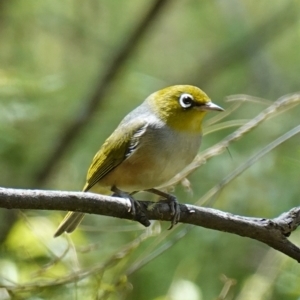 Zosterops lateralis at Paddys River, ACT - 10 Feb 2023