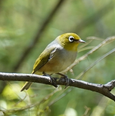 Zosterops lateralis (Silvereye) at Tidbinbilla Nature Reserve - 10 Feb 2023 by RobG1