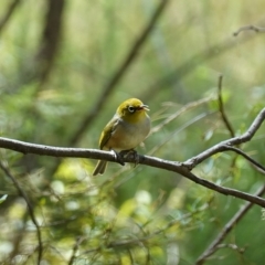 Zosterops lateralis at Paddys River, ACT - 10 Feb 2023