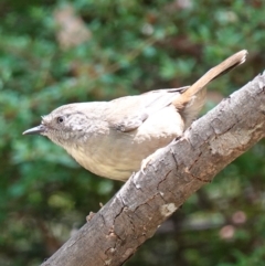 Sericornis frontalis (White-browed Scrubwren) at Paddys River, ACT - 10 Feb 2023 by RobG1