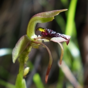 Chiloglottis reflexa at Undefined Area - 10 Feb 2023