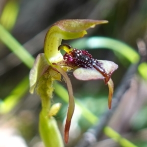 Chiloglottis reflexa at Undefined Area - 10 Feb 2023