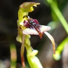 Chiloglottis reflexa at Undefined Area - 10 Feb 2023