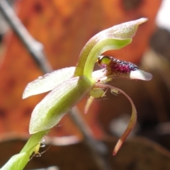 Chiloglottis reflexa at Undefined Area - 10 Feb 2023