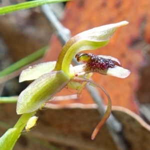 Chiloglottis reflexa at Undefined Area - 10 Feb 2023