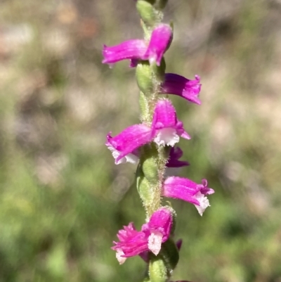 Spiranthes australis (Austral Ladies Tresses) at Vincentia, NSW - 15 Feb 2023 by AnneG1