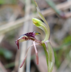 Chiloglottis reflexa at Paddys River, ACT - suppressed