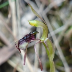 Chiloglottis reflexa at Paddys River, ACT - suppressed