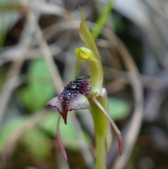 Chiloglottis reflexa at Paddys River, ACT - suppressed